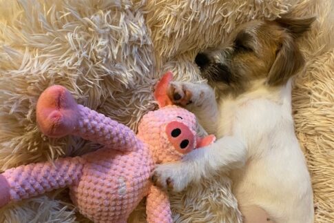 パピープログラム